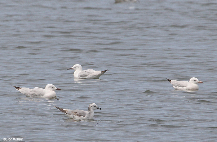     Sabine's Gull  Xema sabini                                    ,2009 .: 